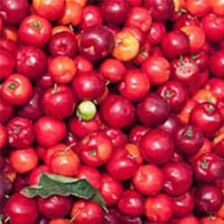 Acerola berry powder