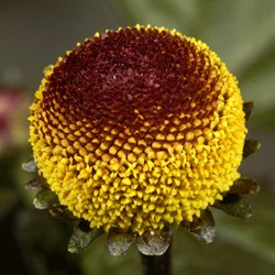 Acmella extract