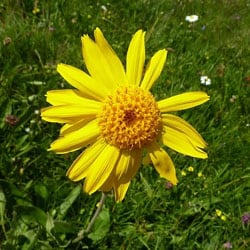 Arnica extract