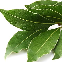 Laurel bay extract