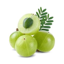 Amla extract
