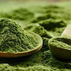 Spirulina algae