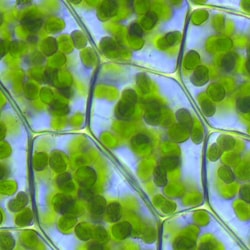 Chlorophyll powder