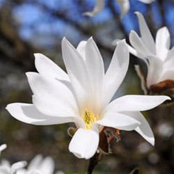 Magnolia oil