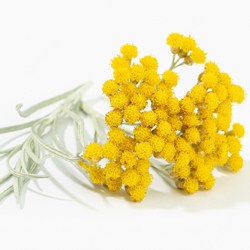 Everlasting extract