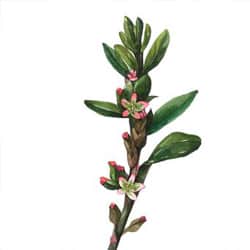 Knotweed extract
