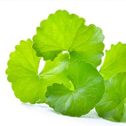 Gotu kola extract