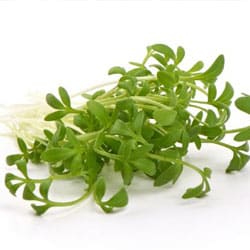 Garden cress extract